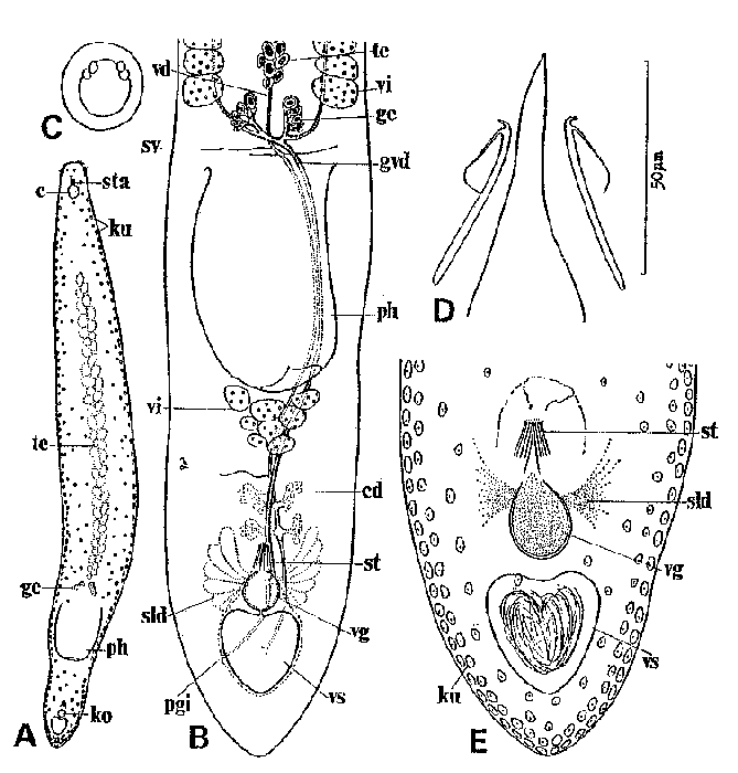 Notocaryoplana geminofollicularis