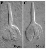 Castrella pinguis