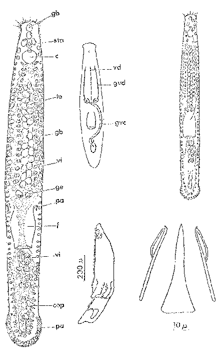 Notocaryoturbella bigermaria