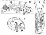 Dalyellia circobursalis