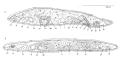 Platyhelminthes (flatworms)