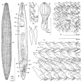 Platyhelminthes (flatworms)