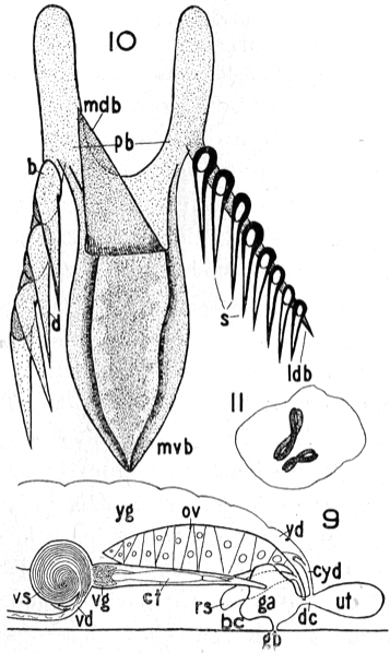 Dalyellia virginiana