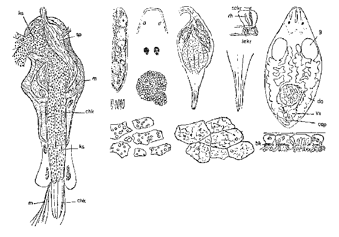 Brinkmanniella obtusa