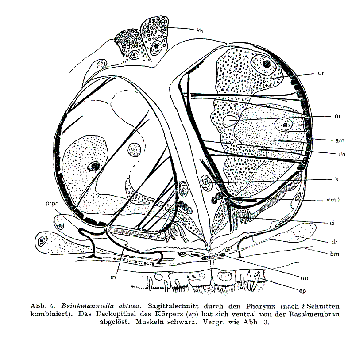 Brinkmanniella obtusa