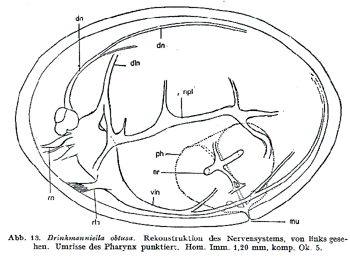 Brinkmanniella obtusa