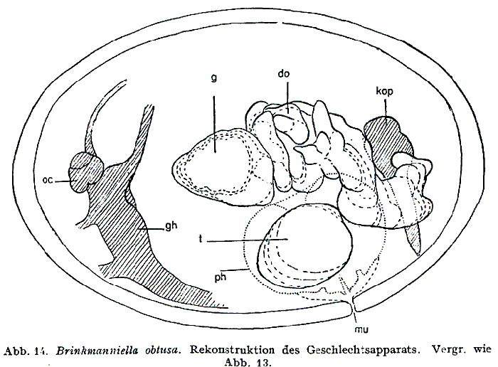 Brinkmanniella obtusa