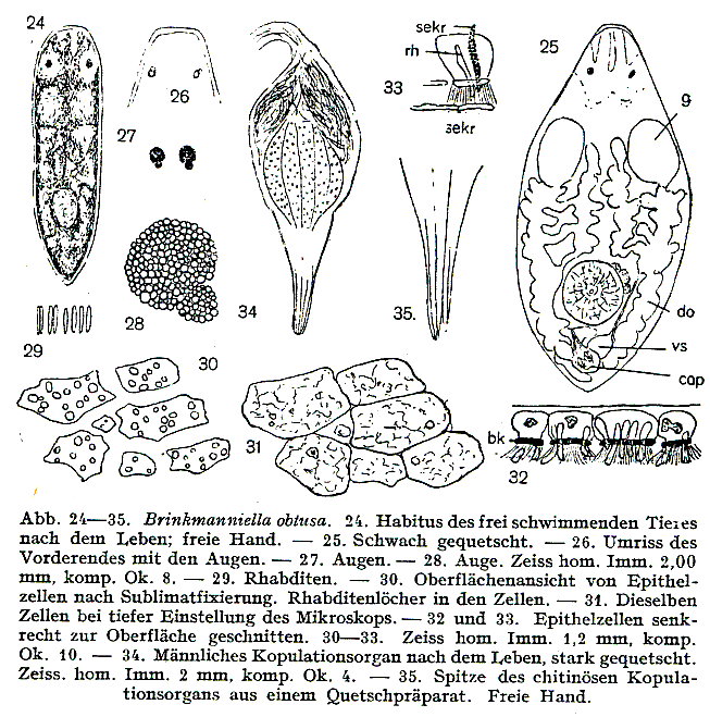 Brinkmanniella obtusa