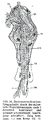 Brinkmanniella obtusa