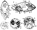 Brinkmanniella augusti