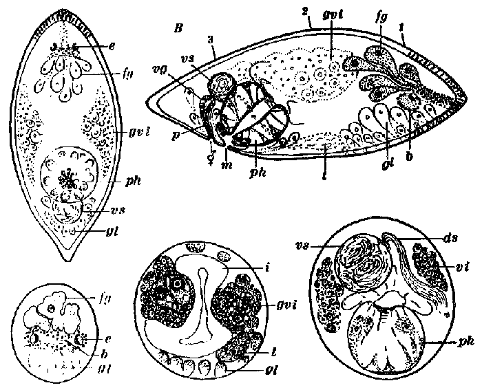 Brinkmanniella augusti