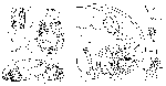 Brinkmanniella macrostomoides