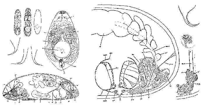 Brinkmanniella macrostomoides