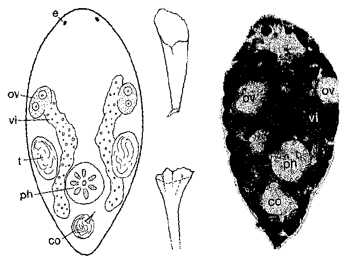 Brinkmanniella microps