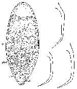 Brinkmanniella procerastyla