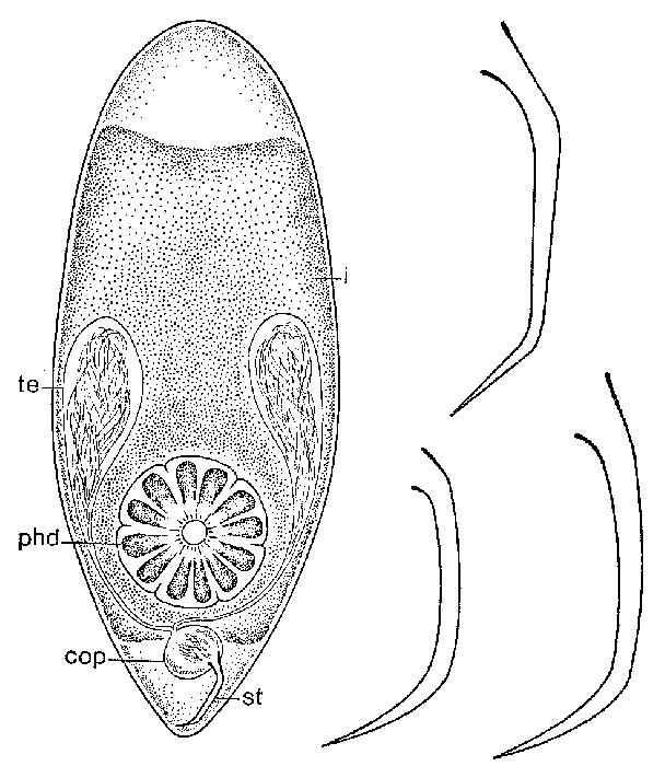 Brinkmanniella procerastyla