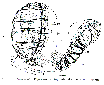 Westbladiella obliquepharynx