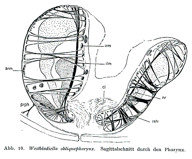 Westbladiella obliquepharynx