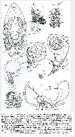 Westbladiella obliquepharynx