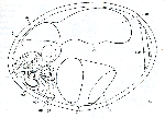 Westbladiella obliquepharynx