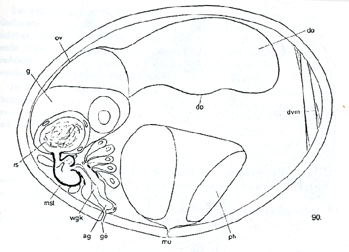 Westbladiella obliquepharynx