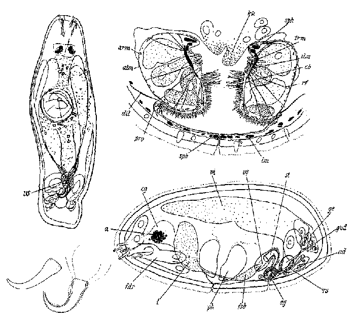 Westbladiella falcifera