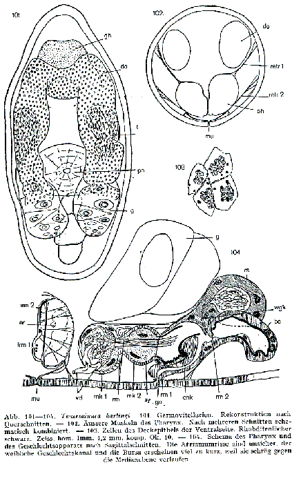 Tvaerminnea karlingi