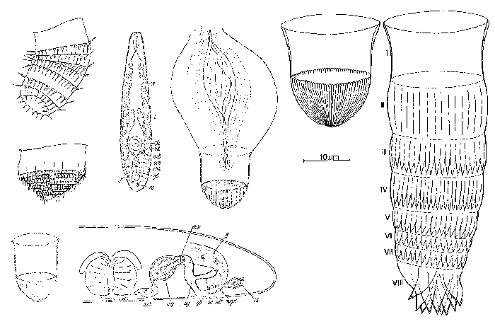 Coronhelmis lutheri