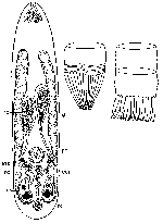 Coronhelmis tripartitus