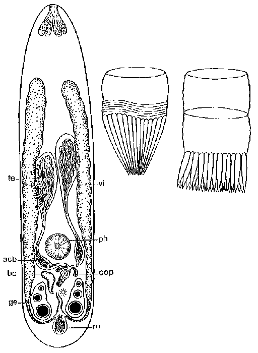 Coronhelmis tripartitus