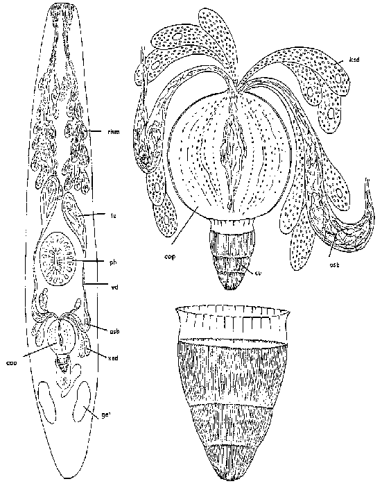 Coronhelmis urna