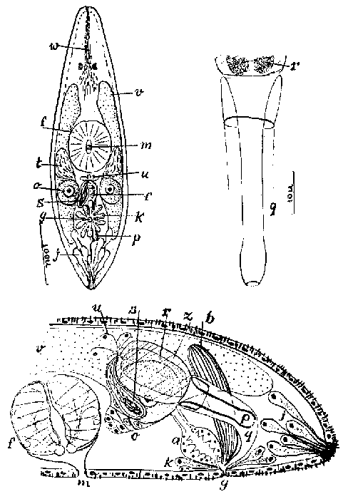 Wydula avia