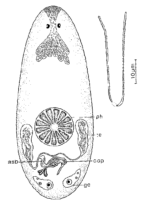 Wydula simplex