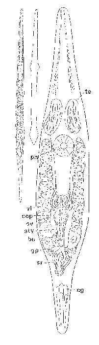 Cilionema hawaiiensis