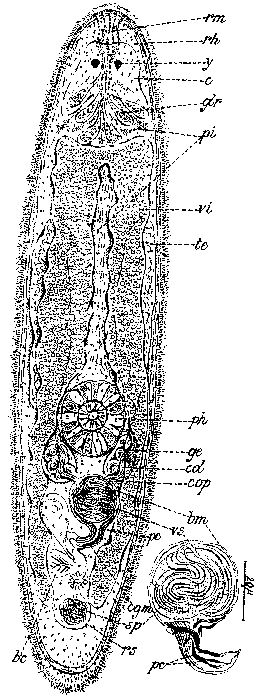 Hartogia pontica