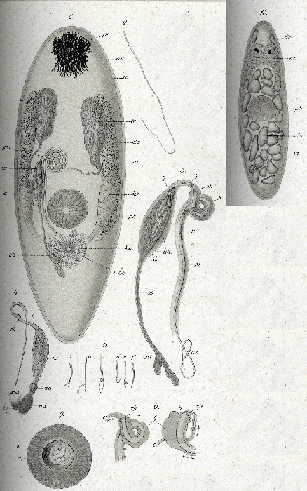 Promesostoma marmoratum