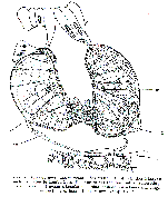 Promesostoma marmoratum