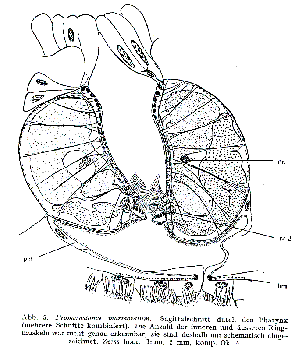 Promesostoma marmoratum