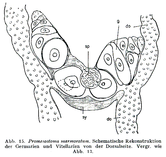 Promesostoma marmoratum