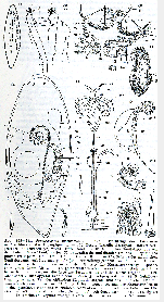 Promesostoma marmoratum