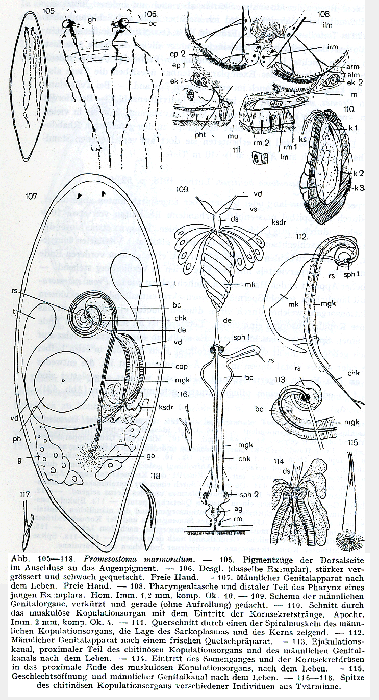 Promesostoma marmoratum