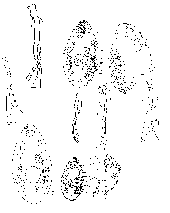 Promesostoma balticum