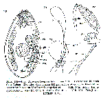 Promesostoma balticum