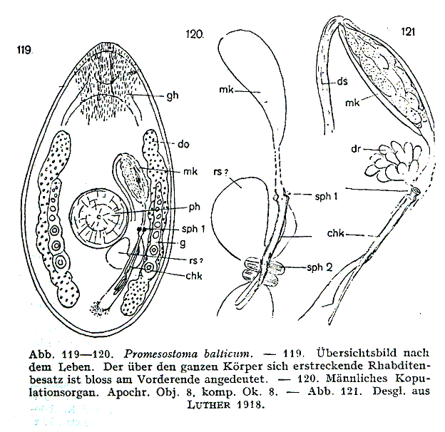 Promesostoma balticum