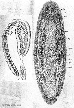 Promesostoma bilineatum