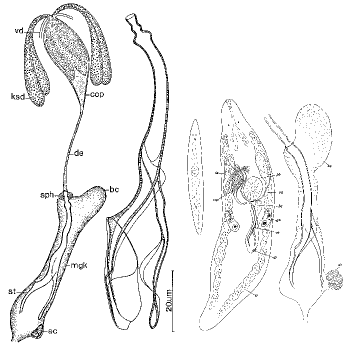 Promesostoma bipartitum