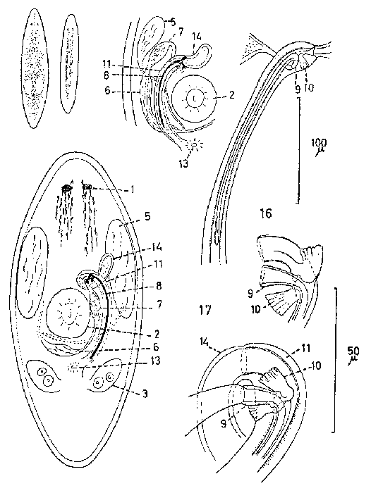 Promesostoma dipterostylum