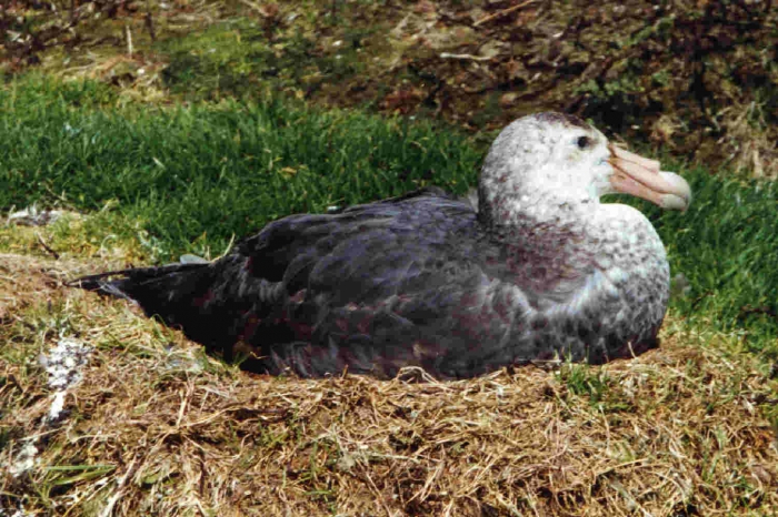 Southern Giant Petrel Southern Giant Petrel