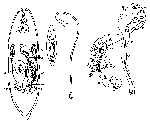 Promesostoma ensifer