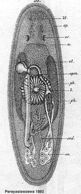 Promesostoma ensifer